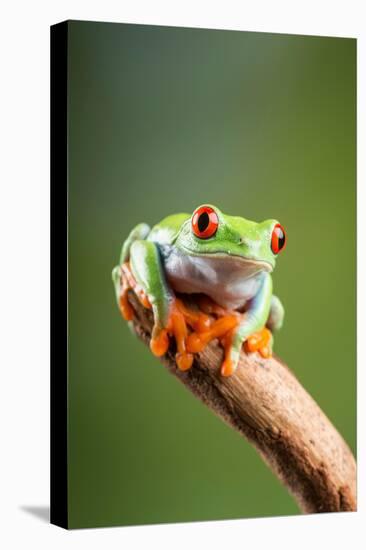 Red-Eyed Tree Frog (Agalychnis Callidryas). Controlled, Studio-Adrian Davies-Stretched Canvas