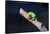 Red-eyed tree frog (Agalychnis callidryas) on branch-null-Framed Stretched Canvas