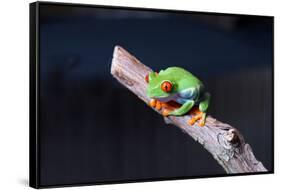Red-eyed tree frog (Agalychnis callidryas) on branch-null-Framed Stretched Canvas