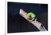 Red-eyed tree frog (Agalychnis callidryas) on branch-null-Framed Photographic Print