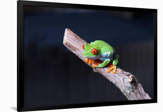 Red-eyed tree frog (Agalychnis callidryas) on branch-null-Framed Photographic Print