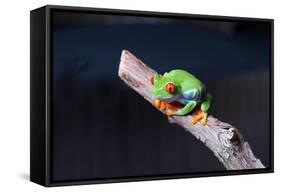 Red-eyed tree frog (Agalychnis callidryas) on branch-null-Framed Stretched Canvas