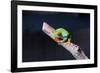 Red-eyed tree frog (Agalychnis callidryas) on branch-null-Framed Photographic Print