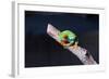 Red-eyed tree frog (Agalychnis callidryas) on branch-null-Framed Photographic Print