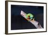 Red-eyed tree frog (Agalychnis callidryas) on branch-null-Framed Photographic Print