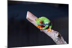 Red-eyed tree frog (Agalychnis callidryas) on branch-null-Mounted Photographic Print