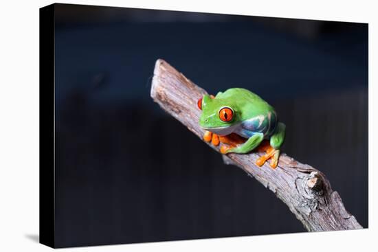 Red-eyed tree frog (Agalychnis callidryas) on branch-null-Stretched Canvas