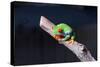 Red-eyed tree frog (Agalychnis callidryas) on branch-null-Stretched Canvas