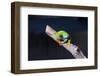 Red-eyed tree frog (Agalychnis callidryas) on branch-null-Framed Photographic Print