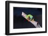 Red-eyed tree frog (Agalychnis callidryas) on branch-null-Framed Photographic Print