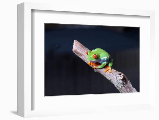 Red-eyed tree frog (Agalychnis callidryas) on branch-null-Framed Photographic Print