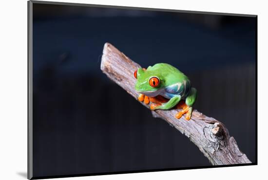 Red-eyed tree frog (Agalychnis callidryas) on branch-null-Mounted Photographic Print