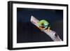 Red-eyed tree frog (Agalychnis callidryas) on branch-null-Framed Photographic Print