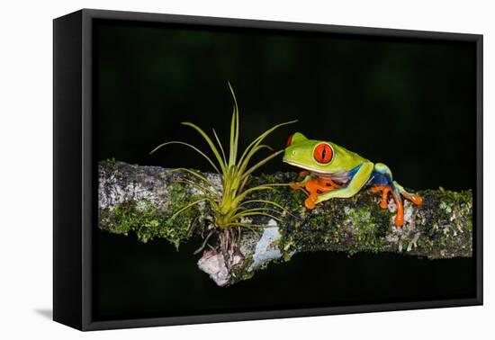 Red-Eyed Tree Frog (Agalychnis Callidryas), Sarapiqui, Costa Rica-null-Framed Stretched Canvas