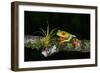 Red-Eyed Tree Frog (Agalychnis Callidryas), Sarapiqui, Costa Rica-null-Framed Photographic Print