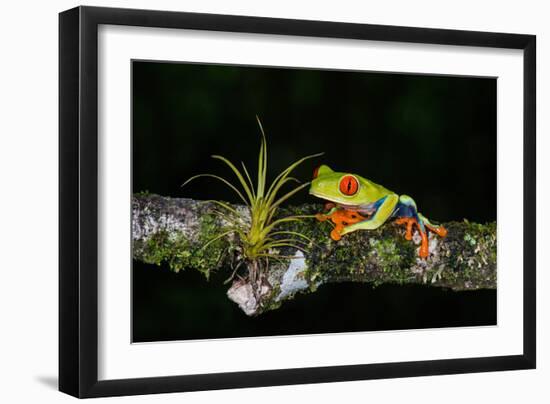 Red-Eyed Tree Frog (Agalychnis Callidryas), Sarapiqui, Costa Rica-null-Framed Photographic Print