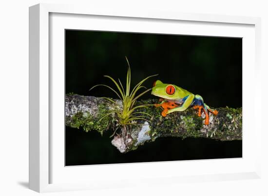 Red-Eyed Tree Frog (Agalychnis Callidryas), Sarapiqui, Costa Rica-null-Framed Photographic Print