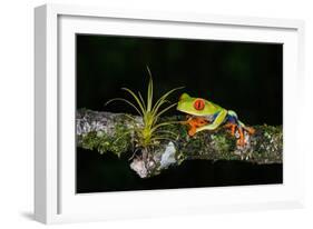 Red-Eyed Tree Frog (Agalychnis Callidryas), Sarapiqui, Costa Rica-null-Framed Photographic Print