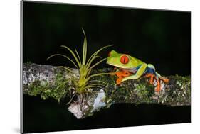 Red-Eyed Tree Frog (Agalychnis Callidryas), Sarapiqui, Costa Rica-null-Mounted Photographic Print