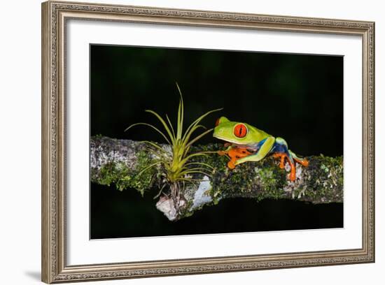 Red-Eyed Tree Frog (Agalychnis Callidryas), Sarapiqui, Costa Rica-null-Framed Photographic Print