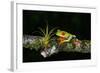 Red-Eyed Tree Frog (Agalychnis Callidryas), Sarapiqui, Costa Rica-null-Framed Photographic Print