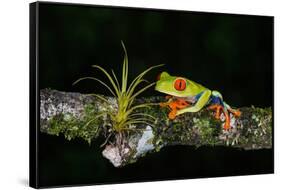 Red-Eyed Tree Frog (Agalychnis Callidryas), Sarapiqui, Costa Rica-null-Framed Stretched Canvas