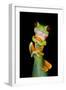 Red-Eyed Tree Frog (Agalychnis callidryas), Tarcoles River, Pacific Coast, Costa Rica-null-Framed Photographic Print