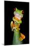 Red-Eyed Tree Frog (Agalychnis callidryas), Tarcoles River, Pacific Coast, Costa Rica-null-Mounted Photographic Print