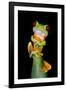 Red-Eyed Tree Frog (Agalychnis callidryas), Tarcoles River, Pacific Coast, Costa Rica-null-Framed Photographic Print