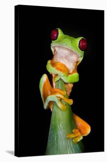 Red-Eyed Tree Frog (Agalychnis callidryas), Tarcoles River, Pacific Coast, Costa Rica-null-Stretched Canvas