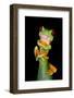 Red-Eyed Tree Frog (Agalychnis callidryas), Tarcoles River, Pacific Coast, Costa Rica-null-Framed Photographic Print