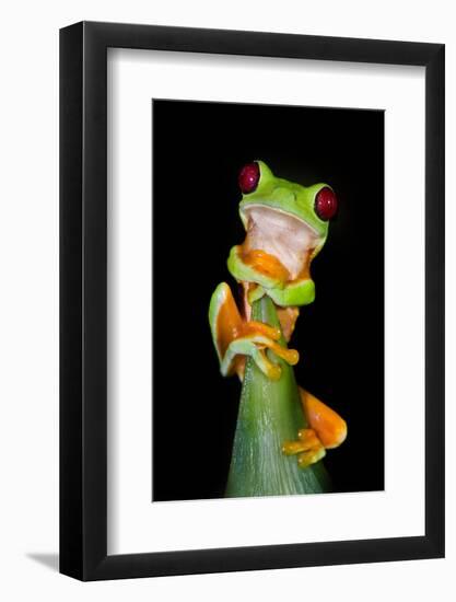 Red-Eyed Tree Frog (Agalychnis callidryas), Tarcoles River, Pacific Coast, Costa Rica-null-Framed Photographic Print