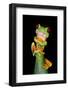 Red-Eyed Tree Frog (Agalychnis callidryas), Tarcoles River, Pacific Coast, Costa Rica-null-Framed Photographic Print