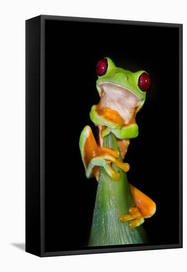 Red-Eyed Tree Frog (Agalychnis callidryas), Tarcoles River, Pacific Coast, Costa Rica-null-Framed Stretched Canvas