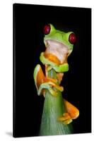 Red-Eyed Tree Frog (Agalychnis callidryas), Tarcoles River, Pacific Coast, Costa Rica-null-Stretched Canvas
