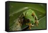 Red-Eyed Tree Frog (Agalychnis Callidryas)-Sergio-Framed Stretched Canvas