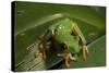 Red-Eyed Tree Frog (Agalychnis Callidryas)-Sergio-Stretched Canvas