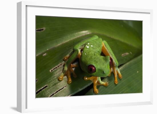 Red-Eyed Tree Frog (Agalychnis Callidryas)-Sergio-Framed Photographic Print