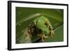 Red-Eyed Tree Frog (Agalychnis Callidryas)-Sergio-Framed Photographic Print