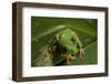 Red-Eyed Tree Frog (Agalychnis Callidryas)-Sergio-Framed Photographic Print