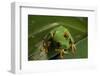 Red-Eyed Tree Frog (Agalychnis Callidryas)-Sergio-Framed Photographic Print