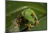 Red-Eyed Tree Frog (Agalychnis Callidryas)-Sergio-Mounted Photographic Print