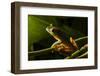 Red-Eyed Tree Frog (Agalychnis Callidryas)-Sergio-Framed Photographic Print
