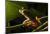 Red-Eyed Tree Frog (Agalychnis Callidryas)-Sergio-Mounted Photographic Print
