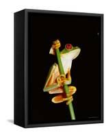 Red Eyed Tree Frog (Agalythnis Callidryas), South America-Philip Craven-Framed Stretched Canvas