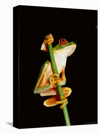 Red Eyed Tree Frog (Agalythnis Callidryas), South America-Philip Craven-Stretched Canvas
