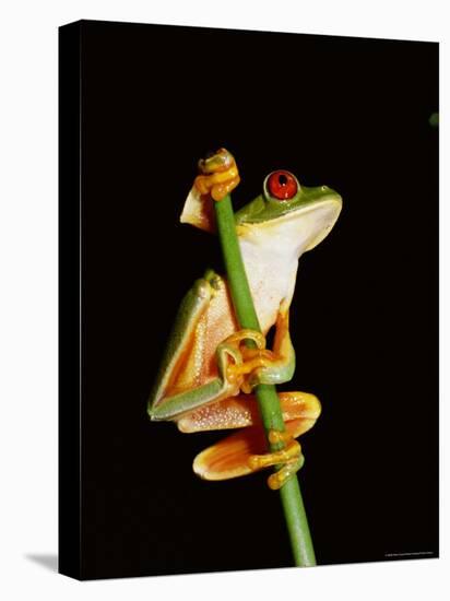 Red Eyed Tree Frog (Agalythnis Callidryas), South America-Philip Craven-Stretched Canvas