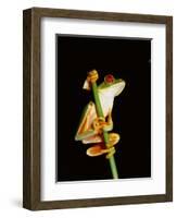 Red Eyed Tree Frog (Agalythnis Callidryas), South America-Philip Craven-Framed Photographic Print