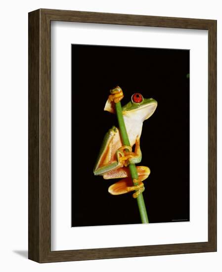 Red Eyed Tree Frog (Agalythnis Callidryas), South America-Philip Craven-Framed Photographic Print