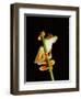 Red Eyed Tree Frog (Agalythnis Callidryas), South America-Philip Craven-Framed Photographic Print